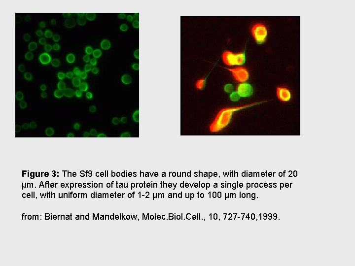 Figure 3: The Sf 9 cell bodies have a round shape, with diameter of