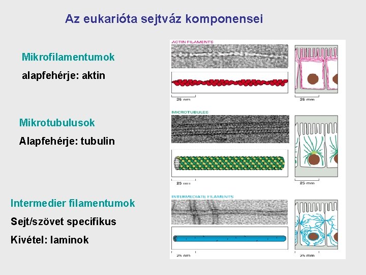 Az eukarióta sejtváz komponensei Mikrofilamentumok alapfehérje: aktin Mikrotubulusok Alapfehérje: tubulin Intermedier filamentumok Sejt/szövet specifikus