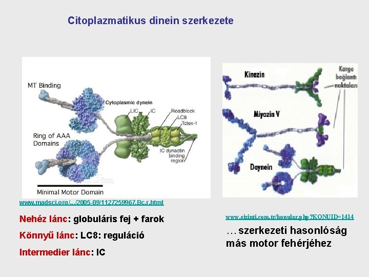 Citoplazmatikus dinein szerkezete www. madsci. org/. . . /2005 -09/1127259967. Bc. r. html Nehéz