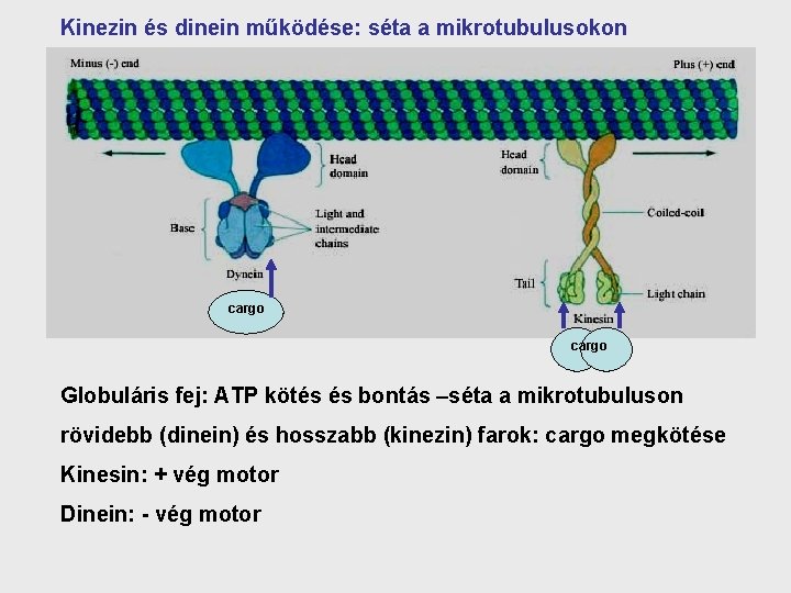 Kinezin és dinein működése: séta a mikrotubulusokon cargo Globuláris fej: ATP kötés és bontás