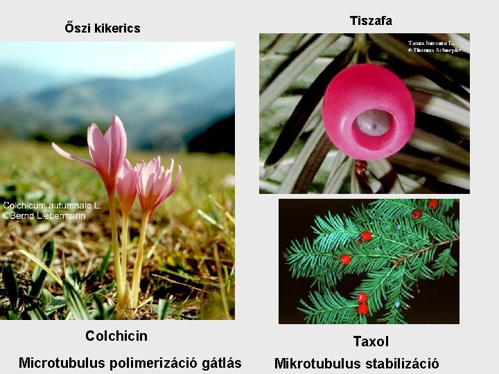 Őszi kikerics Colchicin Microtubulus polimerizáció gátlás Tiszafa Taxol Mikrotubulus stabilizáció 