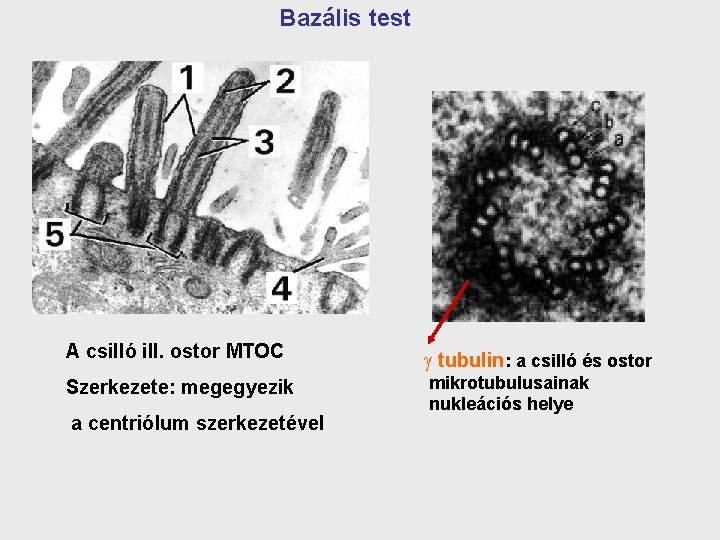 Bazális test A csilló ill. ostor MTOC tubulin: a csilló és ostor Szerkezete: megegyezik