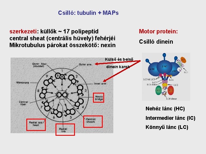 Csilló: tubulin + MAPs szerkezeti: küllők ~ 17 polipeptid central sheat (centrális hüvely) fehérjéi