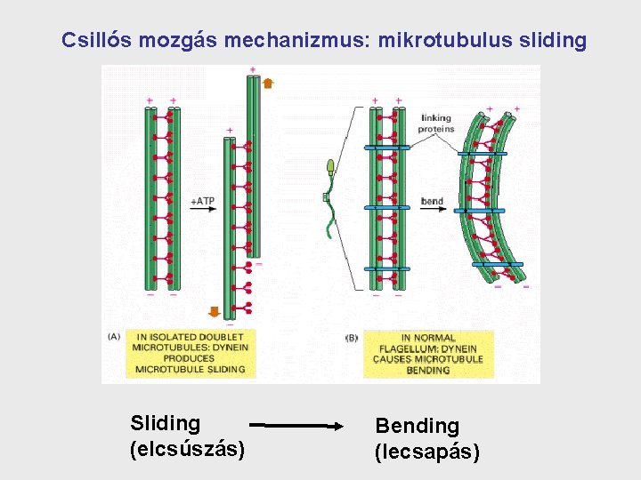 Csillós mozgás mechanizmus: mikrotubulus sliding Sliding (elcsúszás) Bending (lecsapás) 