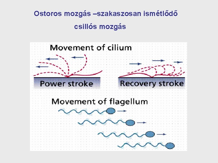 Ostoros mozgás –szakaszosan ismétlődő csillós mozgás 