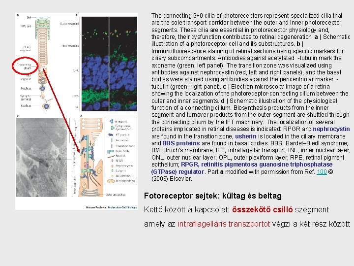 The connecting 9+0 cilia of photoreceptors represent specialized cilia that are the sole transport