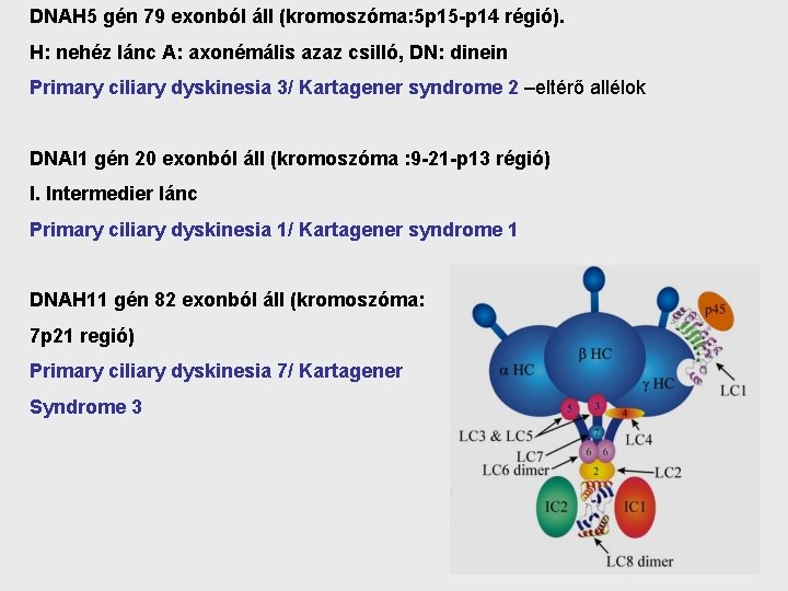 DNAH 5 gén 79 exonból áll (kromoszóma: 5 p 15 -p 14 régió). H: