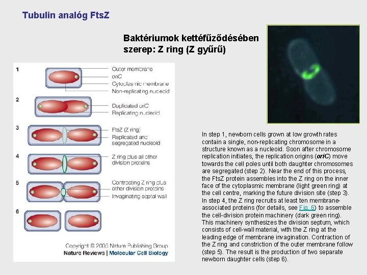 Tubulin analóg Fts. Z Baktériumok kettéfűződésében szerep: Z ring (Z gyűrű) In step 1,