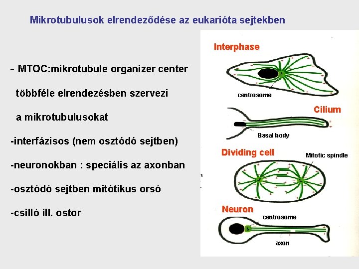 Mikrotubulusok elrendeződése az eukarióta sejtekben Interphase - MTOC: mikrotubule organizer center többféle elrendezésben szervezi