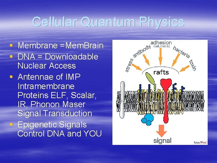 Cellular Quantum Physics § Membrane =Mem. Brain § DNA = Downloadable Nuclear Access §