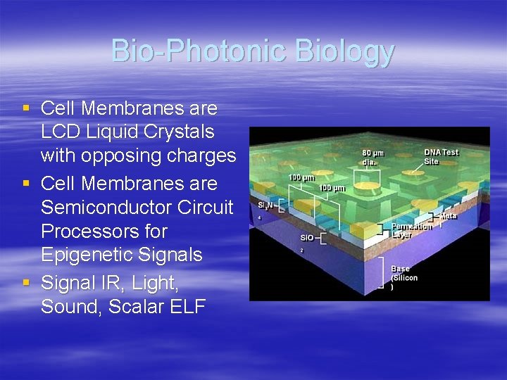 Bio-Photonic Biology § Cell Membranes are LCD Liquid Crystals with opposing charges § Cell
