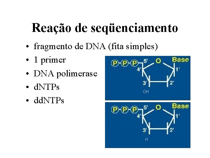 Reação de seqüenciamento • • • fragmento de DNA (fita simples) 1 primer DNA