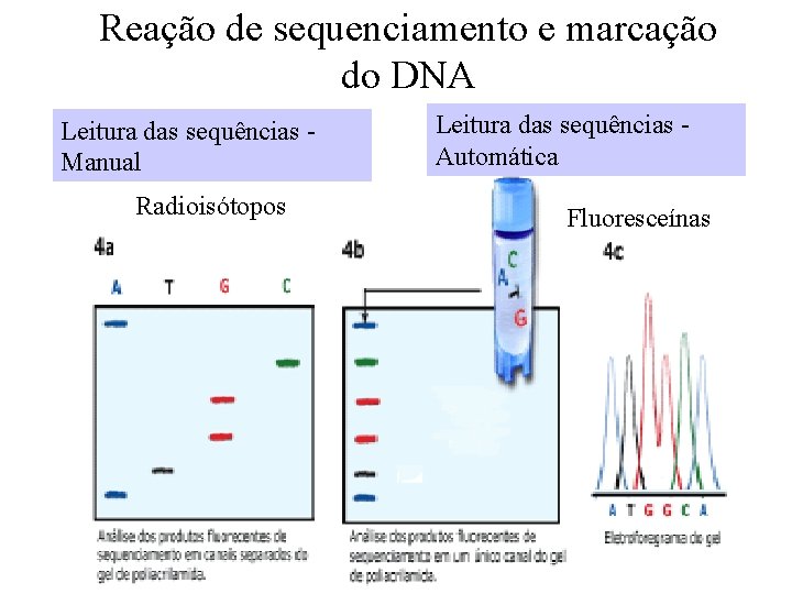 Reação de sequenciamento e marcação do DNA Leitura das sequências Manual Radioisótopos Leitura das