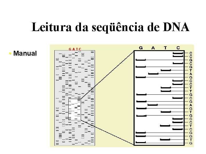 Leitura da seqüência de DNA • Manual GATC 