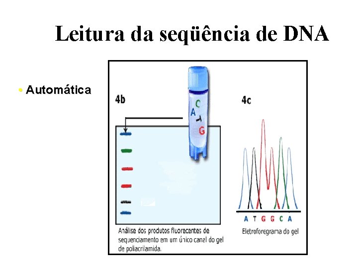 Leitura da seqüência de DNA • Automática 