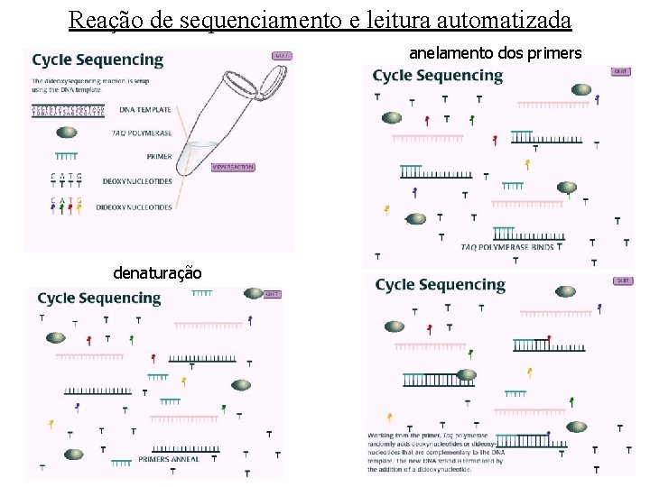 Reação de sequenciamento e leitura automatizada anelamento dos primers denaturação 