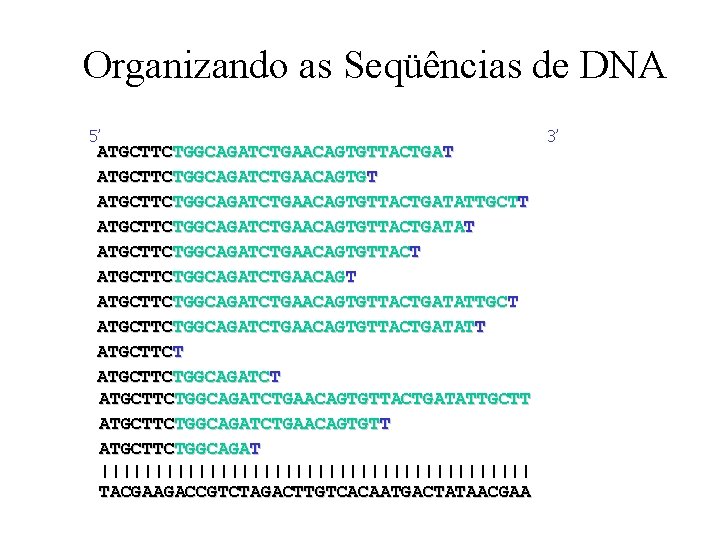 Organizando as Seqüências de DNA 5’ ATGCTTCTGGCAGATCTGAACAGTGTTACTGATATTGCTT ATGCTTCTGGCAGATCTGAACAGTGTTACTGATAT ATGCTTCTGGCAGATCTGAACAGTGTTACTGATATTGCT ATGCTTCTGGCAGATCTGAACAGTGTTACTGATATT ATGCTTCTGGCAGATCTGAACAGTGTTACTGATATTGCTT ATGCTTCTGGCAGATCTGAACAGTGTT ATGCTTCTGGCAGAT ||||||||||||||||||||