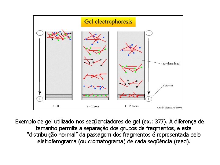 Exemplo de gel utilizado nos seqüenciadores de gel (ex. : 377). A diferença de