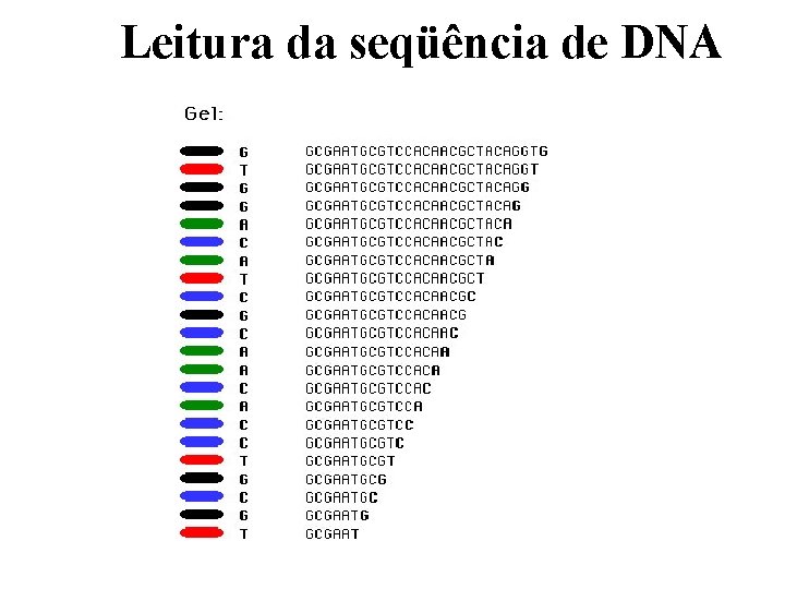Leitura da seqüência de DNA 
