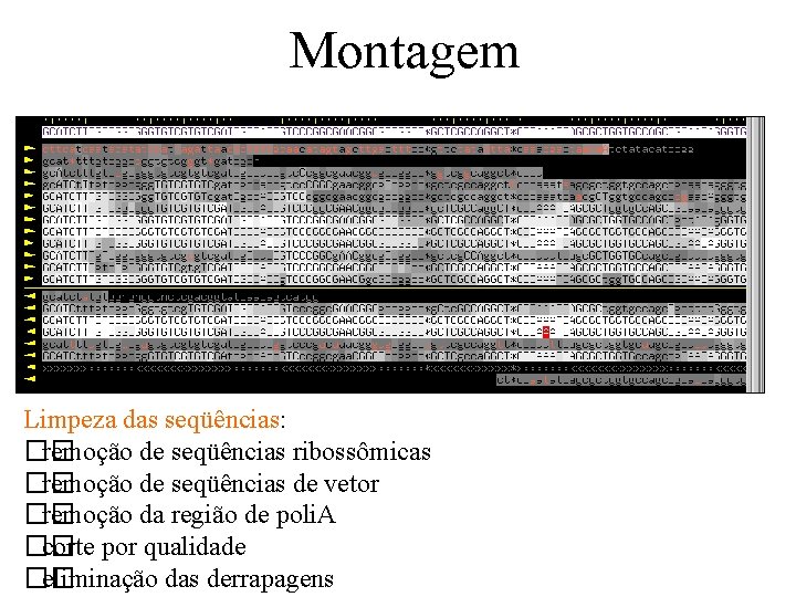 Montagem Limpeza das seqüências: �� remoção de seqüências ribossômicas �� remoção de seqüências de