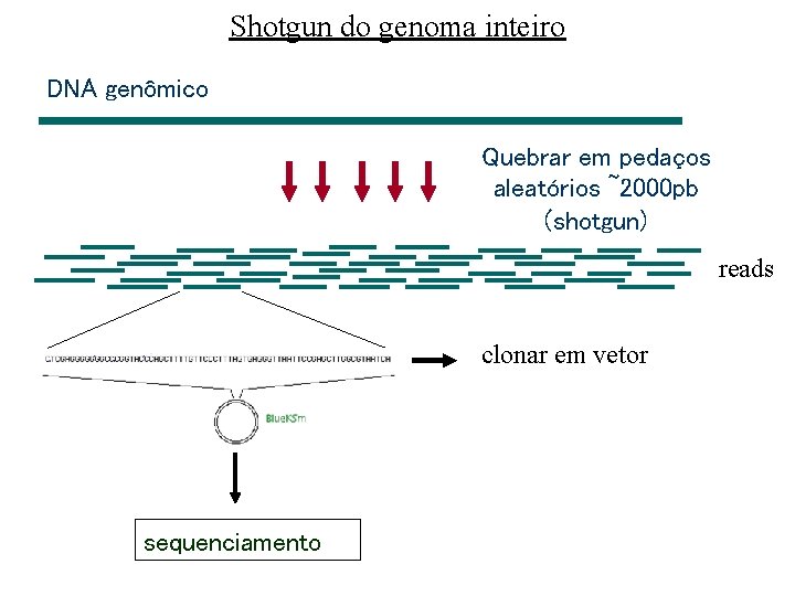 Shotgun do genoma inteiro DNA genômico Quebrar em pedaços aleatórios ~2000 pb (shotgun) reads