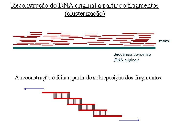 Reconstrução do DNA original a partir do fragmentos (clusterização) reads Sequência consenso (DNA original)