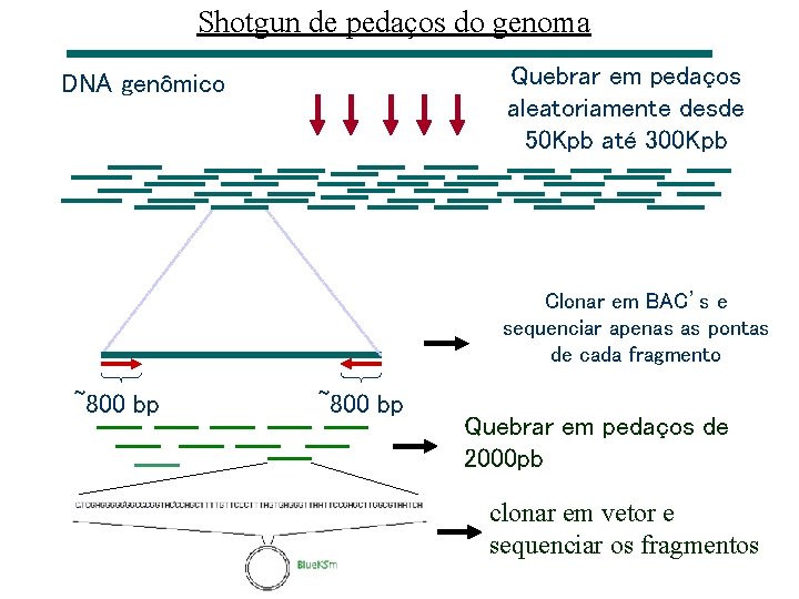 Shotgun de pedaços do genoma Quebrar em pedaços aleatoriamente desde 50 Kpb até 300