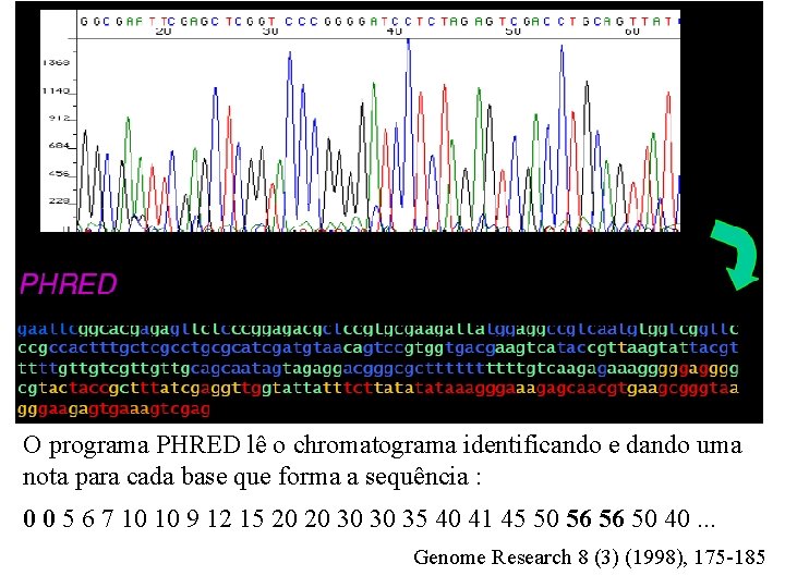 O programa PHRED lê o chromatograma identificando e dando uma nota para cada base