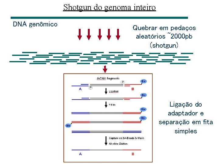 Shotgun do genoma inteiro DNA genômico Quebrar em pedaços aleatórios ~2000 pb (shotgun) Ligação