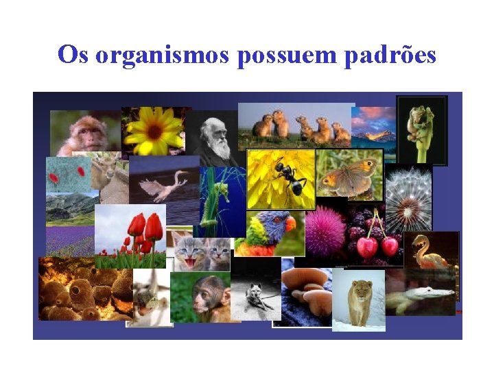 Os organismos possuem padrões 