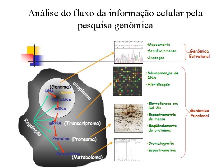 Análise do fluxo da informação celular pela pesquisa genômica 