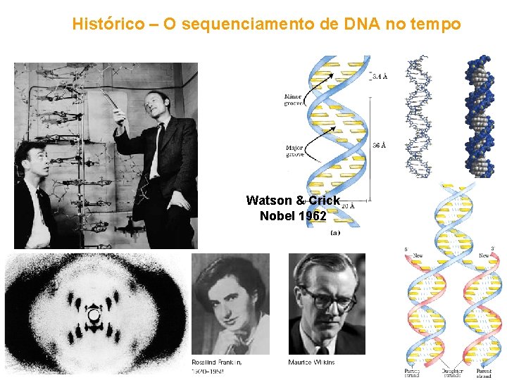 Histórico – O sequenciamento de DNA no tempo Watson & Crick Nobel 1962 