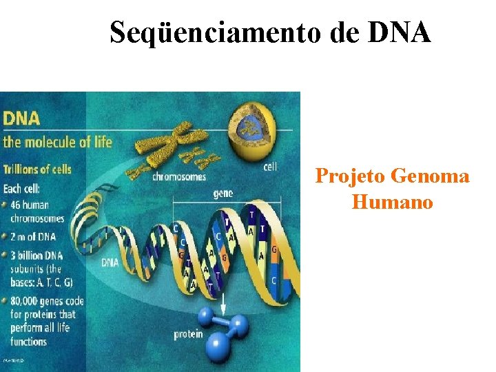 Seqüenciamento de DNA Projeto Genoma Humano 