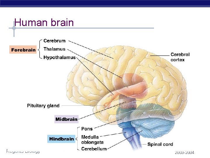 Human brain Regents Biology 2003 -2004 