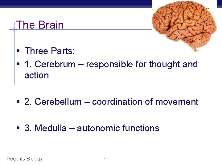 The Brain • Three Parts: • 1. Cerebrum – responsible for thought and action