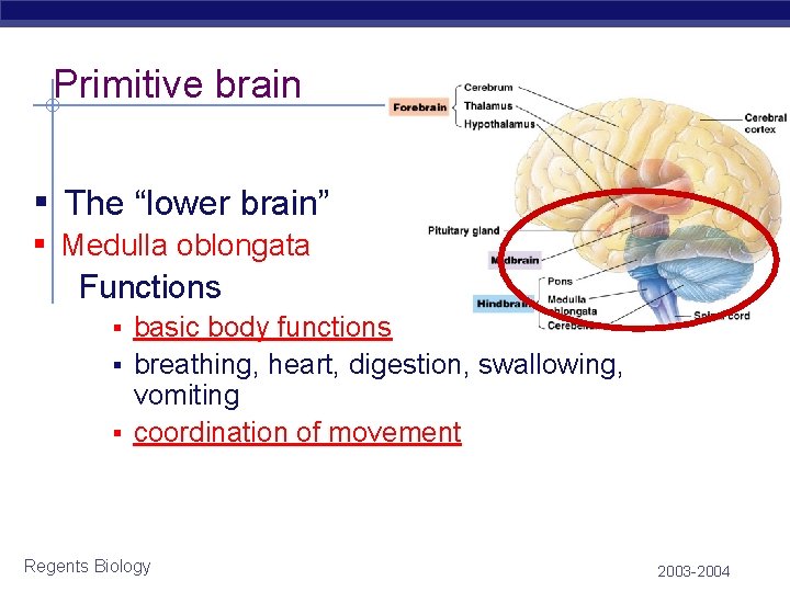 Primitive brain ▪ The “lower brain” ▪ Medulla oblongata Functions ▪ basic body functions