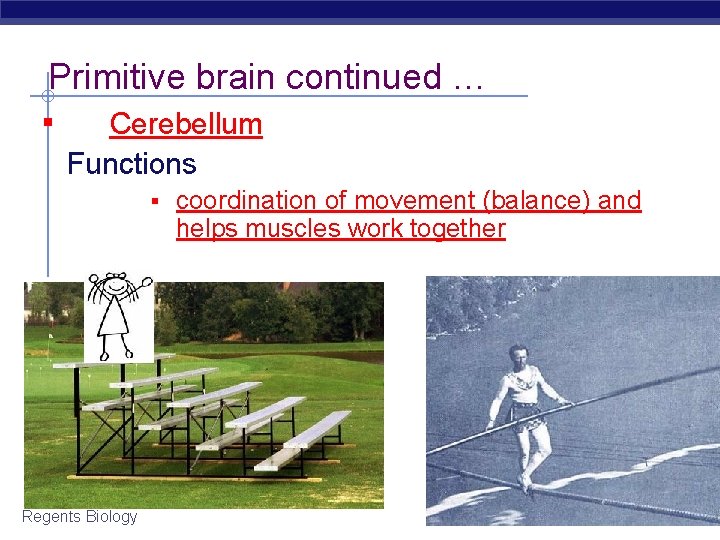 Primitive brain continued … ▪ Cerebellum Functions ▪ coordination of movement (balance) and helps