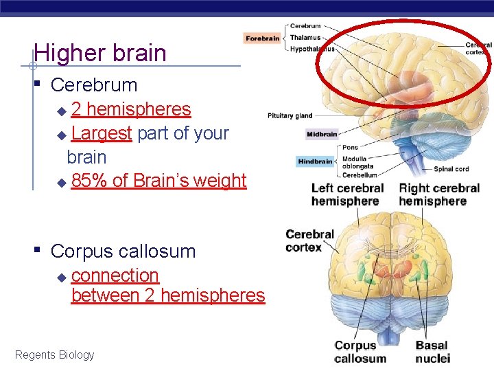 Higher brain ▪ Cerebrum 2 hemispheres ◆ Largest part of your brain ◆ 85%