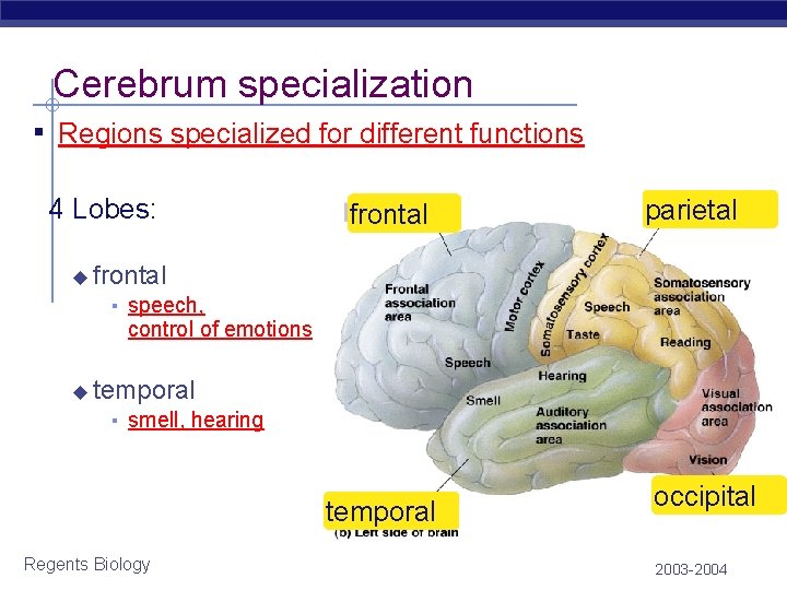 Cerebrum specialization ▪ Regions specialized for different functions 4 Lobes: ◆ frontal parietal frontal