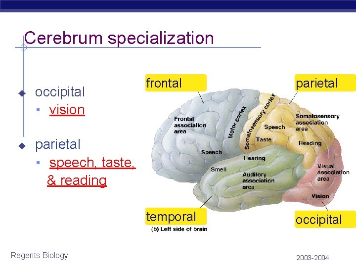 Cerebrum specialization ◆ ◆ occipital ▪ vision frontal parietal temporal occipital parietal ▪ speech,