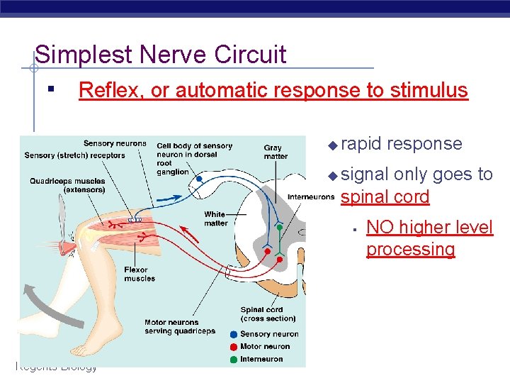 Simplest Nerve Circuit ▪ Reflex, or automatic response to stimulus ◆ ◆ rapid response