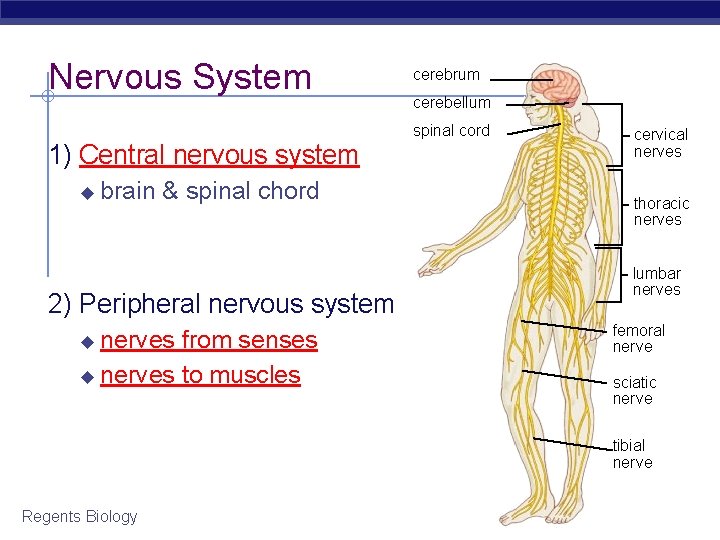 Nervous System cerebrum cerebellum spinal cord 1) Central nervous system ◆ brain & spinal