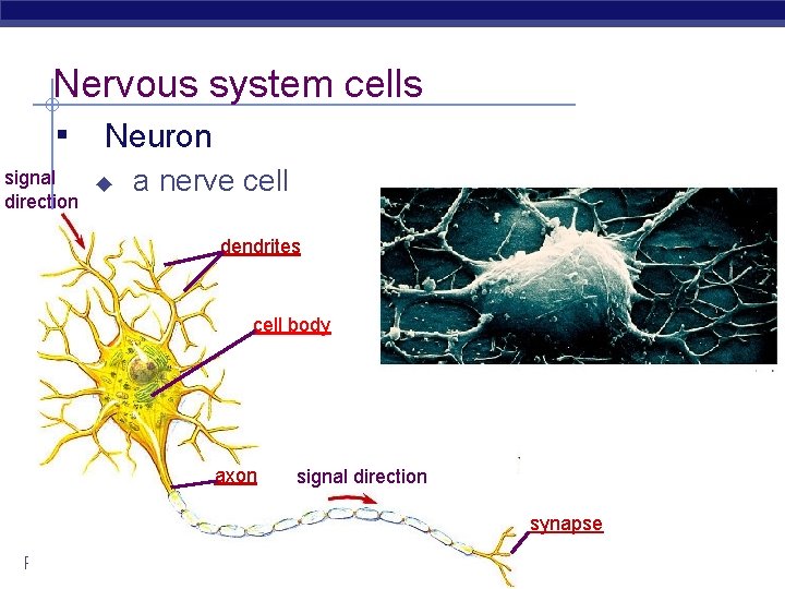 Nervous system cells ▪ Neuron signal ◆ direction a nerve cell dendrites cell body
