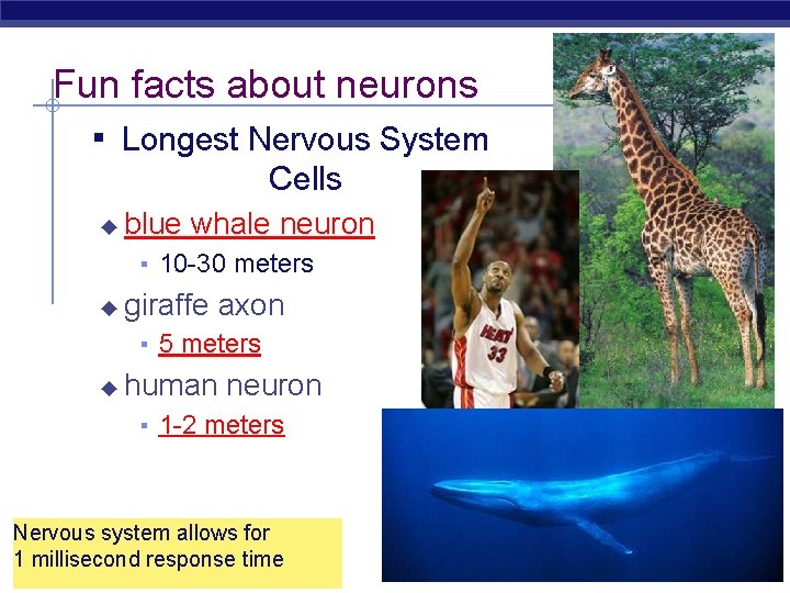 Fun facts about neurons ▪ Longest Nervous System Cells ◆ blue whale neuron ▪