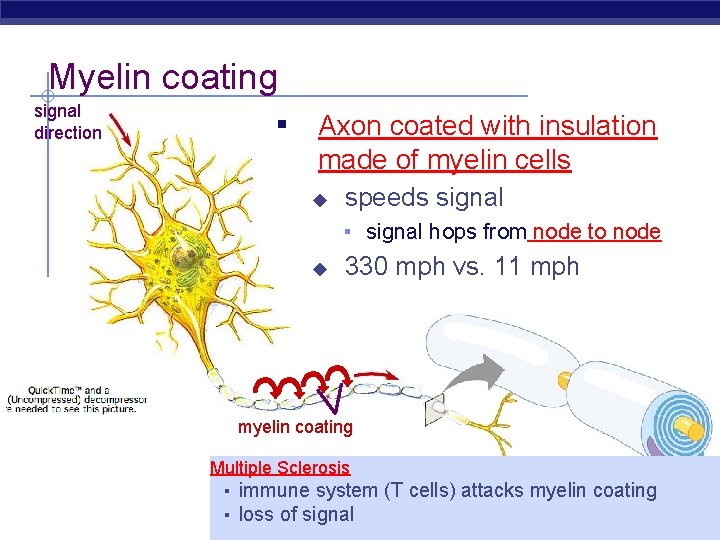 Myelin coating signal direction ▪ Axon coated with insulation made of myelin cells ◆