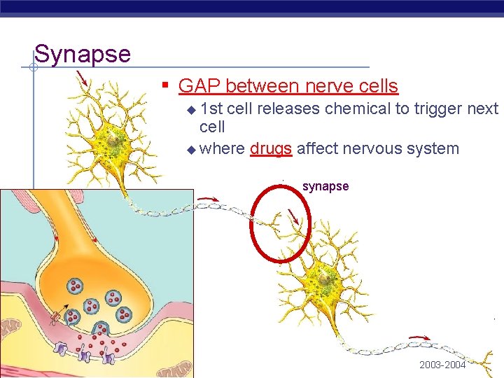 Synapse ▪ GAP between nerve cells 1 st cell releases chemical to trigger next