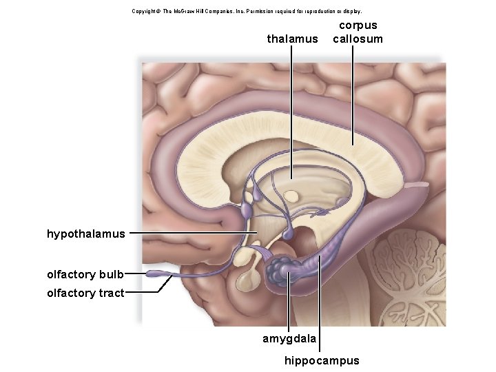 Copyright © The Mc. Graw-Hill Companies, Inc. Permission required for reproduction or display. thalamus