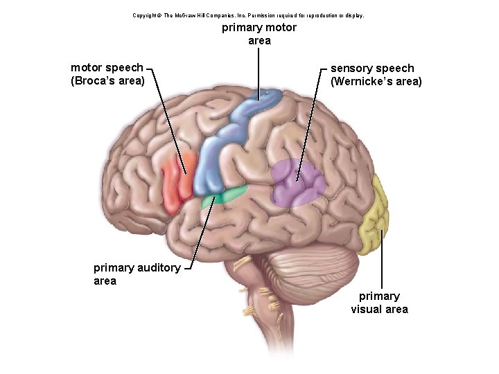 Copyright © The Mc. Graw-Hill Companies, Inc. Permission required for reproduction or display. primary