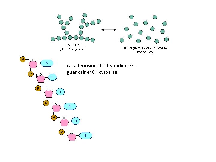 A= adenosine; T=Thymidine; G= guanosine; C= cytosine A= adenosine; T=Thymidine; G= guanosine; C= cytosine
