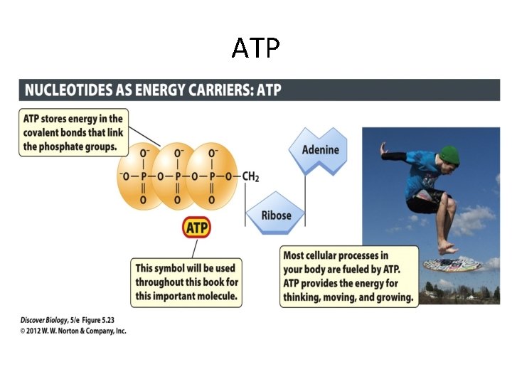 ATP ATP